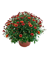 9" Fall Annual Mum 