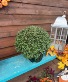 9" Fall Mum *Color may vary*