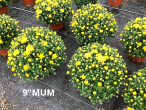 9" Hardy Mum Plants in Vernon, NJ | HIGHLAND FLOWERS 9" Hardy Mum Plants in Vernon, NJ | HIGHLAND FLOWERS