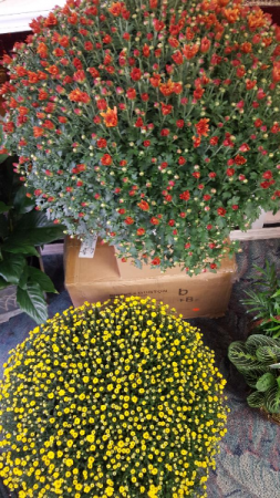  OUTDOOR MUMS! 100'S OF BLOOMS...LIMITED COLORS BRONZE OR YELLOW AT THE TIME colors vary daily
