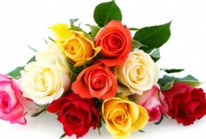 1 Dozen Color Roses in Fort Wayne, IN | THE FLOWER SHOP 1 Dozen Color Roses in Fort Wayne, IN | THE FLOWER SHOP