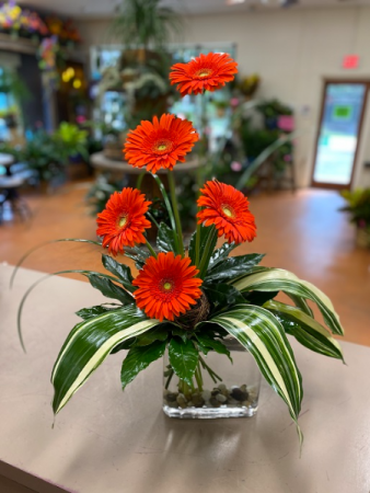 Contemporary Gerbera  Midway Florist Exclusive