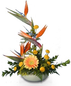 TROPICAL TRIBUTE Father's Day Flowers in Venice, FL | GARDEN OF EDEN FLORIST TROPICAL TRIBUTE Father's Day Flowers in Venice, FL | GARDEN OF EDEN FLORIST