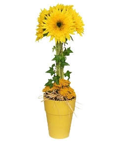 Category Image