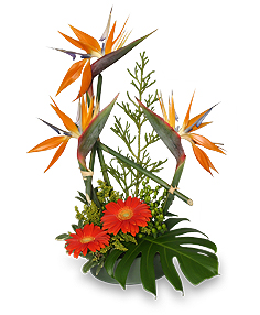 Island-Influenced Arrangement