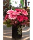 A Baker's Dozen Daisy Keepsake 