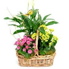 A Blush of Nature Green and Blooming Plant Basket