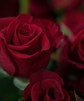 Forever Mine Premium Red Rose-  Gift Wrapped  