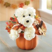 A-Dog-Able for Fall Pumpkin Fall Arrangement