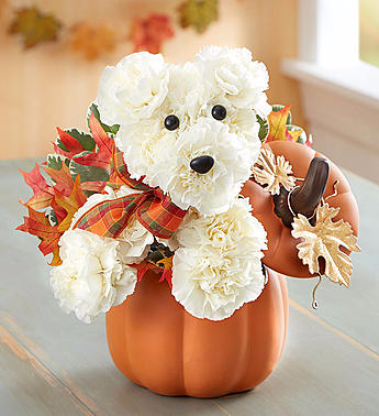 a-DOG-able® for Fall Fall flowers