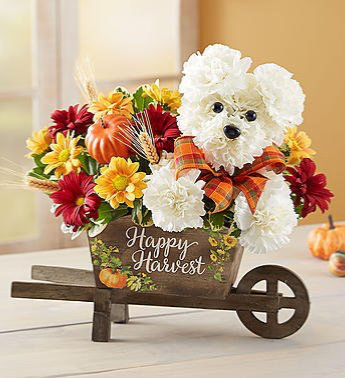 A-DOG-able® for Fall From Roma Florist 