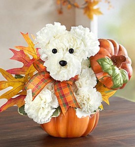 a-DOG-able® for Fall holiday