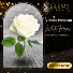 A Dozen Premium White Roses 