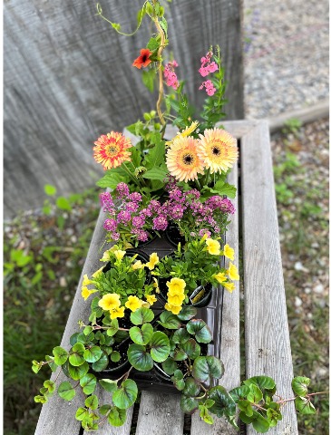  A Garden fo You!  From the Greenhouse in Norway, ME | Green Gardens Florist & Gift Shop
