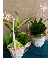 A LITTLE LUV FOR MOM 4" GREEN PLANT IN WHITE HANDLED BASKET EASY CARE