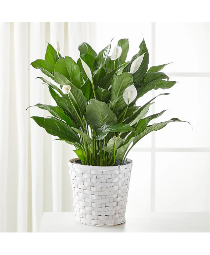 A New Leaf Peace Lily 