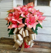 Pretty Pink Poinsettia Plant