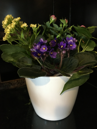 A POT O' BLOOMS Blooming Plants In a White Ceramic Pot