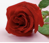 A Single Long Stem Wrapped Rose Rose