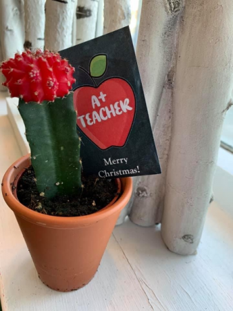 A+ Teacher Cactus Gift Plant