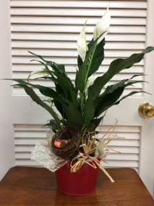 A thoughtful plant 4in potted peace lily