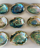 Abalone Shells 