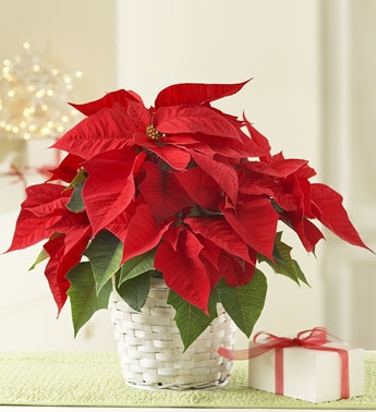 Christmas Poinsettia plant