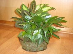 Dish Garden Planter
