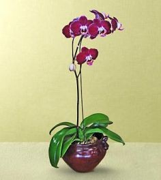 B-7 Phalaenopsis Orchid