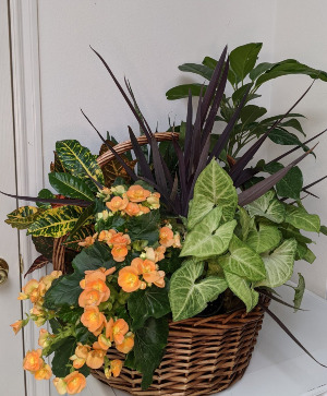 Abundance Plant Basket 