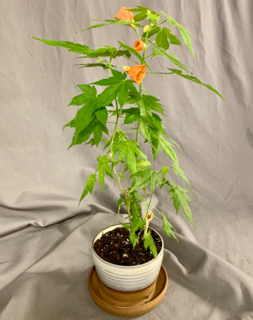 Abutilon / Flowering Maple Flowering Plant