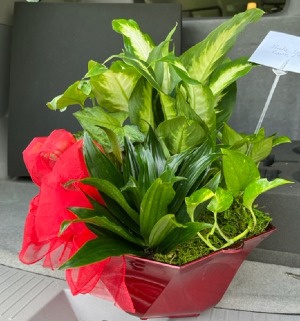 Accented Dish Garden Plant