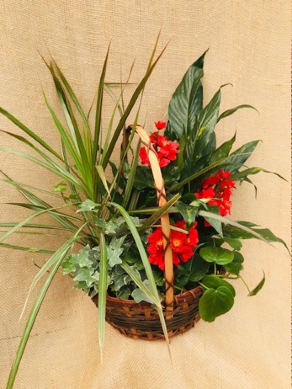 Accents of Red Dish Garden Planter