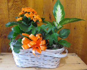 Thanks for All You Do I Blooming Plant Garden in Peru, NY | APPLE BLOSSOM FLORIST Thanks for All You Do I Blooming Plant Garden in Peru, NY | APPLE BLOSSOM FLORIST