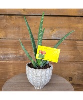 Administrative Professional Air Purifying Aloe Plant