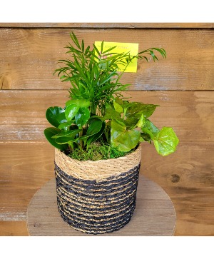 Administrative Professional Air Purifying Planter! Plant