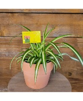Administrative Professional Air Purifying Spider! Plant