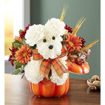 ADOGABLE FOR FALL  in Lexington, KY | FLOWERS BY ANGIE