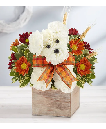 ADOGABLE FOR FALL   in Lexington, KY | FLOWERS BY ANGIE