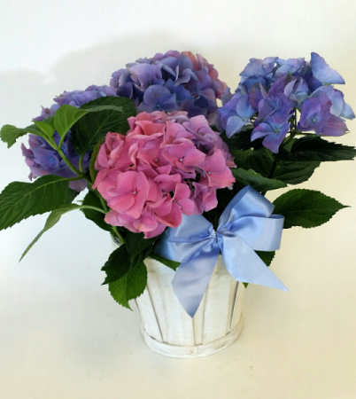 Adorable Hydrangea Potted Plant