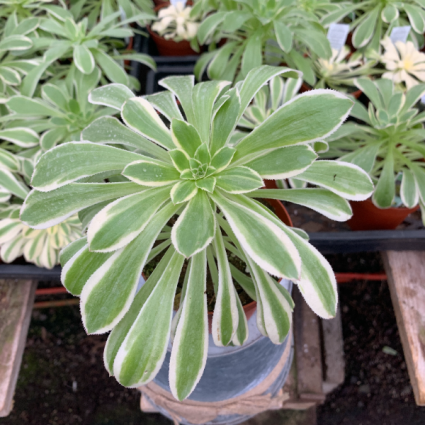 Aeonium Assorted 4