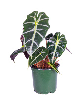 African Mask Planter