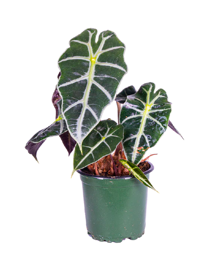 African Mask Planter
