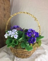 African Violet Basket Dish Garden