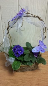African Violet basket Plants