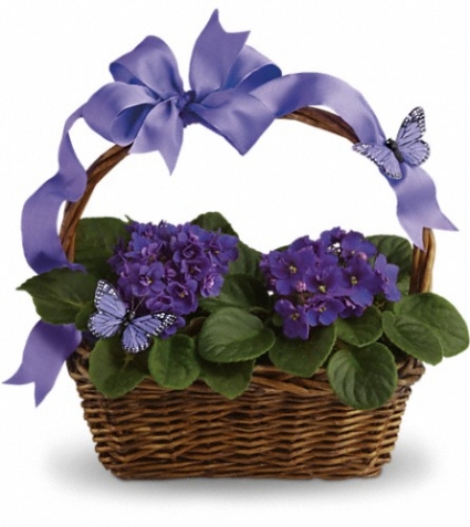 African Violets  Basket EN-2P