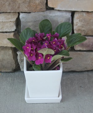 African Violet Blooming Plant