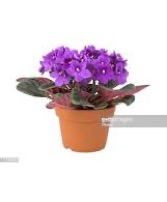 African Violet Blooming Plant