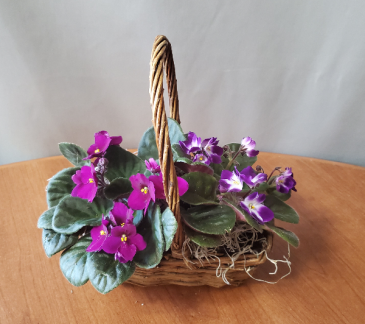 African Violet Double Basket Plant in Croton On Hudson, NY | Cooke's Little Shoppe Of Flowers