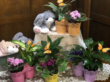 African Violet Gardens Plant